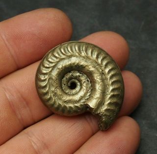 38mm Ammonite Pyrite Mineral Fossil Fossilien Ammoniten France Dino