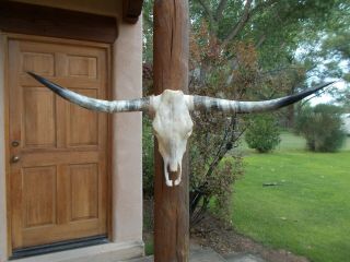 Longhorn Steer Skull 5 Feet 1 1/4 Inch Wide Horns Western Cow Bull Head