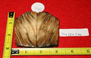 X465 Pleistocene Fossil Molar Teeth Knife Handle Grips Scales