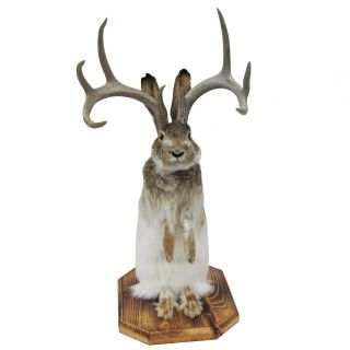 100 Taxidermy Life Size Jackalope Mount Real Authentic 8 Point Antlers