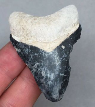 Bone Valley Hemi Shark Tooth Fossil Sharks Teeth Megalodon Era Gem Necklace Jaws