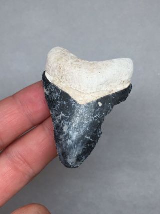 Bone Valley Hemi Shark Tooth Fossil Sharks Teeth Megalodon Era Gem Necklace Jaws 2