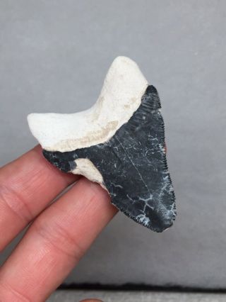Bone Valley Hemi Shark Tooth Fossil Sharks Teeth Megalodon Era Gem Necklace Jaws 4