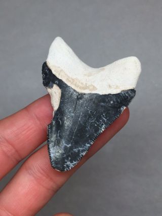 Bone Valley Hemi Shark Tooth Fossil Sharks Teeth Megalodon Era Gem Necklace Jaws 5