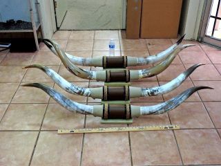 Mounted Steer Horns 5 