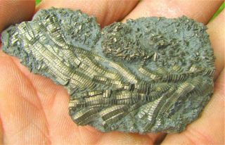Uncommon pyrite crinoid 60mm fossil UK Jurassic Pentacrinites fossilis Charmouth 2