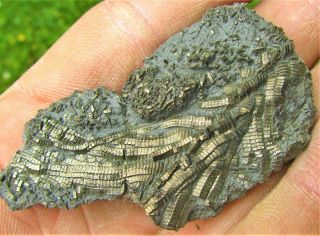 Uncommon pyrite crinoid 60mm fossil UK Jurassic Pentacrinites fossilis Charmouth 3
