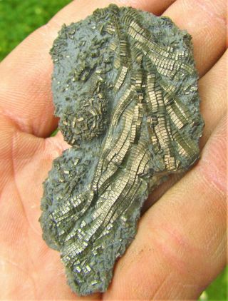 Uncommon pyrite crinoid 60mm fossil UK Jurassic Pentacrinites fossilis Charmouth 4