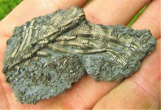 Uncommon pyrite crinoid 60mm fossil UK Jurassic Pentacrinites fossilis Charmouth 5