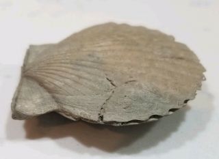 Carolinapecten eboreus Fossil Bivalve - Lee Creek North Carolina Pliocene NC 5
