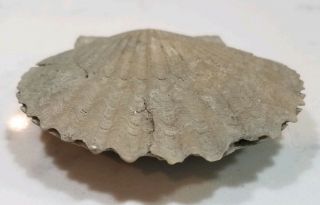 Carolinapecten eboreus Fossil Bivalve - Lee Creek North Carolina Pliocene NC 6