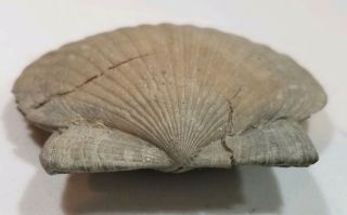 Carolinapecten eboreus Fossil Bivalve - Lee Creek North Carolina Pliocene NC 7