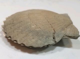 Carolinapecten eboreus Fossil Bivalve - Lee Creek North Carolina Pliocene NC 8