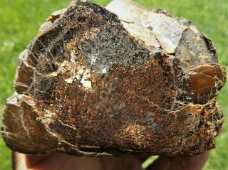 Dig - N - Utah: Dinosaur Bone Dino Fossil Gem I 743