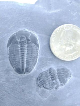 500 Million Year Old Trilobite Fossil Specimen,  Shale Book,  Wheeler Shale,  Utah