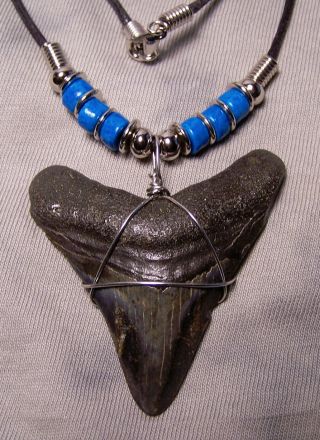 2 1/8 Megalodon Shark Tooth Teeth Fossil Necklace Huge Fossil Jaw Jewelry Diver