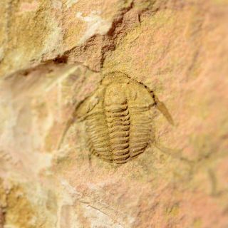 Fossils Trilobite Hewenia Typica,  Interest,  Cool E1