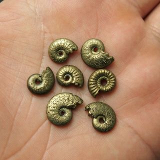7x Amaltheus 11 - 15mm Ammonite Pyrite Mineral Fossil Ammoniten France