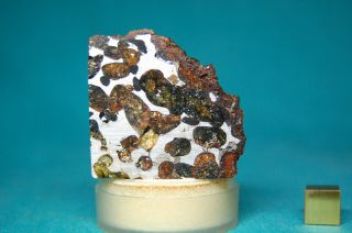 Sericho Pallasite Meteorite 133.  8 Grams