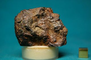Sericho Pallasite meteorite 133.  8 grams 3