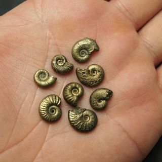 8x Amaltheus 11 - 13mm Ammonite Pyrite Mineral Fossil Ammoniten France