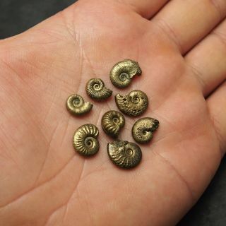 8x Amaltheus 11 - 13mm AMMONITE Pyrite Mineral Fossil Ammoniten France 2