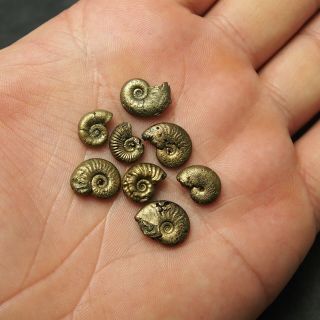 8x Amaltheus 11 - 13mm AMMONITE Pyrite Mineral Fossil Ammoniten France 3