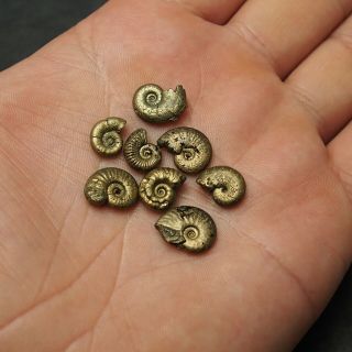 8x Amaltheus 11 - 13mm AMMONITE Pyrite Mineral Fossil Ammoniten France 4