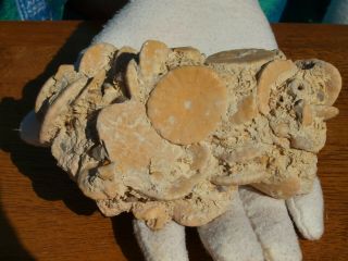 Rare Sand Dollar Fossil Group 175 Million Years Old Atlas Mountains Morocco