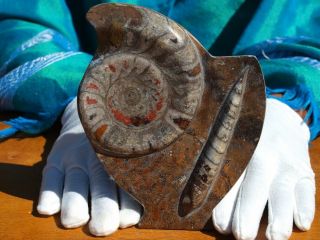 Large Display Piece With 400 Million Years Orthoceras And Ammonite Shell Fossils