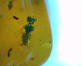 Cretaceous Burmite Amber Fossil Parasitoid Wasp Insect Inclusion T8 1.  33g