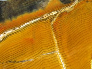 Folmsbee Petrified Wood Polished Display Specimen: Gorgeous Golden Grain; 1,  Lbs