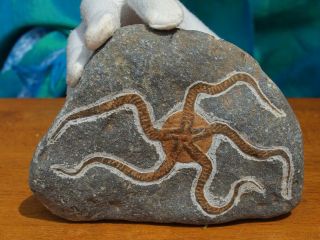 Fossil Starfish Geocoma Carinata From Morocco 150 Million Years Old