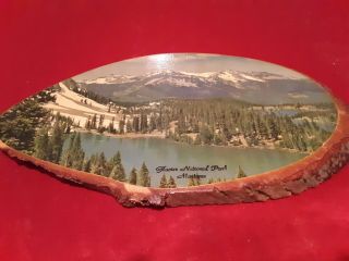 Vintage Glacier National Park Souvenir Collector Tree Cut Plaque Wall Hanging