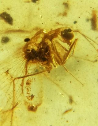 Neuroptera Mantispidae mantisfly&harvestman Burmite Myanmar Amber insect fossil 3