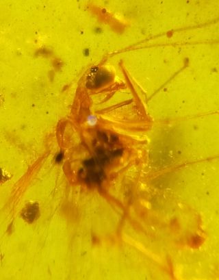 Neuroptera Mantispidae mantisfly&harvestman Burmite Myanmar Amber insect fossil 4