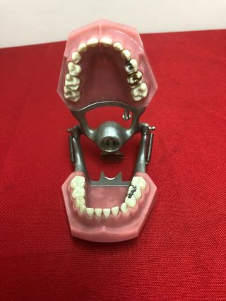 Vintage Columbia Dental Ivorine Dentoform Dental