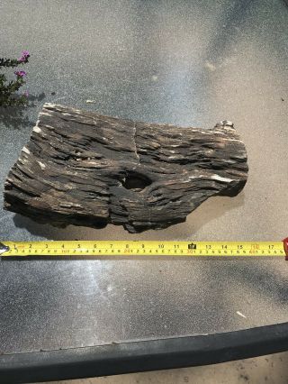 18.  1 Lbs Large Piece Rough Arizona Desert Ironwood Petrified Wood Un Cut