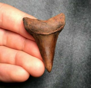 Rare 1.  72 " Red Site Meherrin River Mako Shark Tooth Teeth Fossil Sharks Jaws