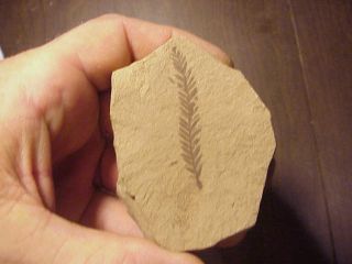 Beautifully Fossilized Eocene Metasequoia Leaf