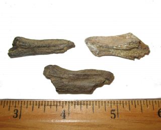 Cretaceous Hell Creek Fossil Turtle Jaw Dinosaur Beds Rare Specimens 1 Per Bid