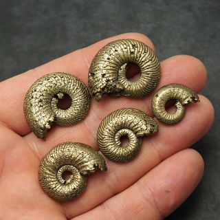5x Quenstedtoceras 20 - 32mm Pyrite Ammonite Fossils Fossilien Russia Pendant
