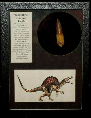 Spinosaurus Dinosaur Tooth In Display Frame With Information Card