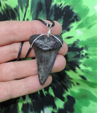 1 7/8  Mako Sharks Tooth Necklace Jewelry Fossil Sharks Teeth