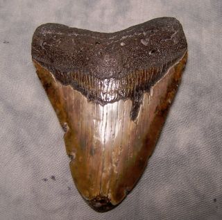Megalodon Shark Tooth 3 7/8 Fossil Teeth Jaw Scuba Megladon Meg Diamond Polished