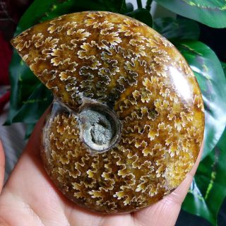 185g Ammonite Fossil Natural Mineral Specimens From Madagascar B18