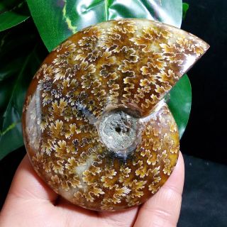 185g Ammonite Fossil Natural Mineral Specimens From Madagascar b18 2