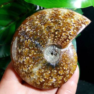 185g Ammonite Fossil Natural Mineral Specimens From Madagascar b18 3