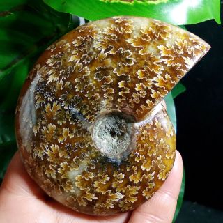 185g Ammonite Fossil Natural Mineral Specimens From Madagascar b18 4
