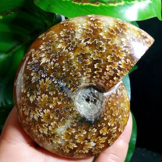 185g Ammonite Fossil Natural Mineral Specimens From Madagascar b18 5